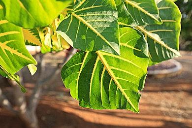 美国沃尔玛数字版PS5无货给顾客免费升级成光驱版